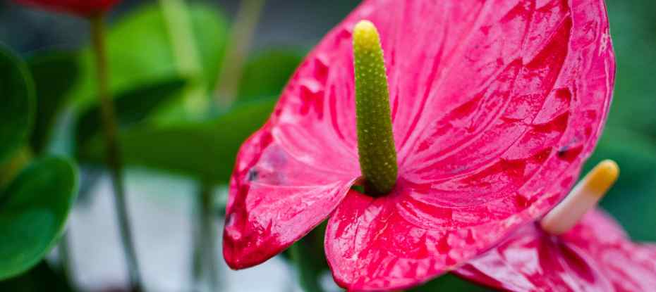 Cuidados del Anturio Rojo DECOALIVE: Una Joya en el Mundo de las Plantas de Interior