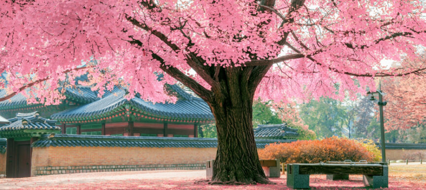 El Árbol de Cerezo Japonés: Belleza Efímera en tu Jardín