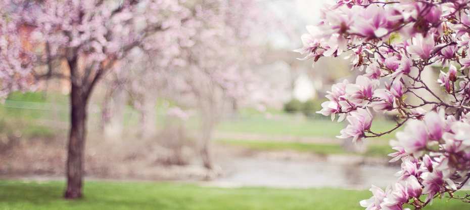 El Árbol de Magnolia: Cuidados de esta belleza y elegancia en tu jardín