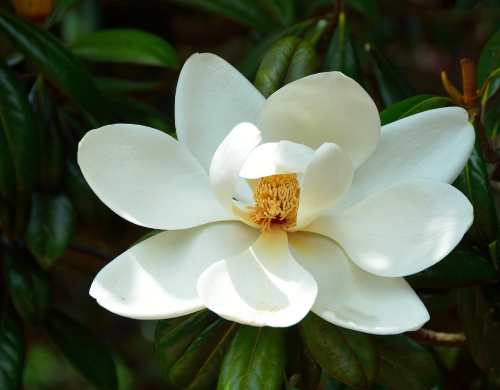 Flor de Magnolia