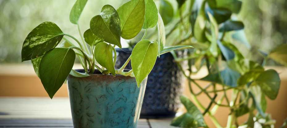 Pothos: La planta de interior perfecta