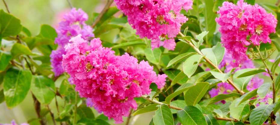 Cuidados, Mantenimiento y Cultivo del Árbol de Crape Myrtle