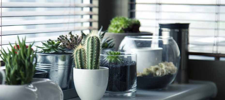 Descubriendo el Cactus Cereus Peruvianus: Cuidados y Características