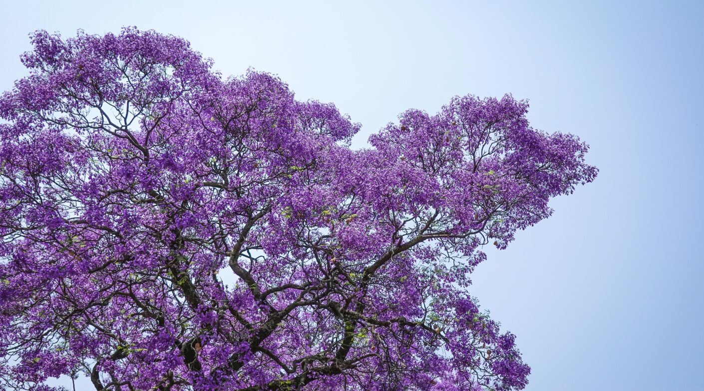 Jacarandá: La Belleza Púrpura del Paisaje Urbano